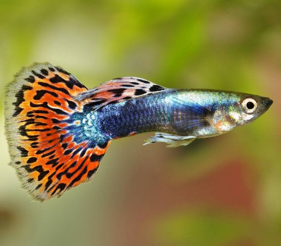 GUPPY