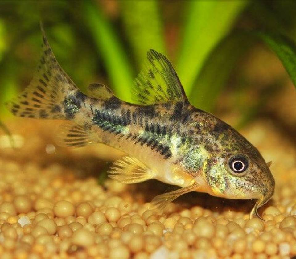 Corydoras paleatus