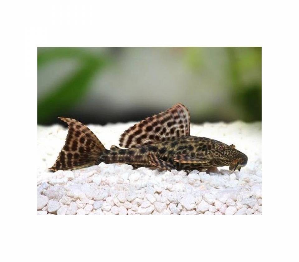 Leopard plekostomus 